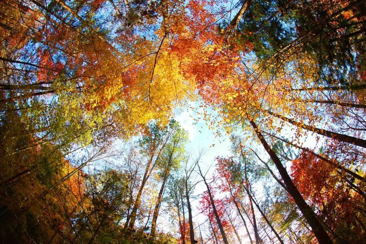 A sweeping view of colorful autumn leaves on tall trees under a clear blue sky, evoking the beauty and serenity of the surrounding landscape. The scene suggests opportunities for nature walks, photography, and peaceful moments immersed in nature.