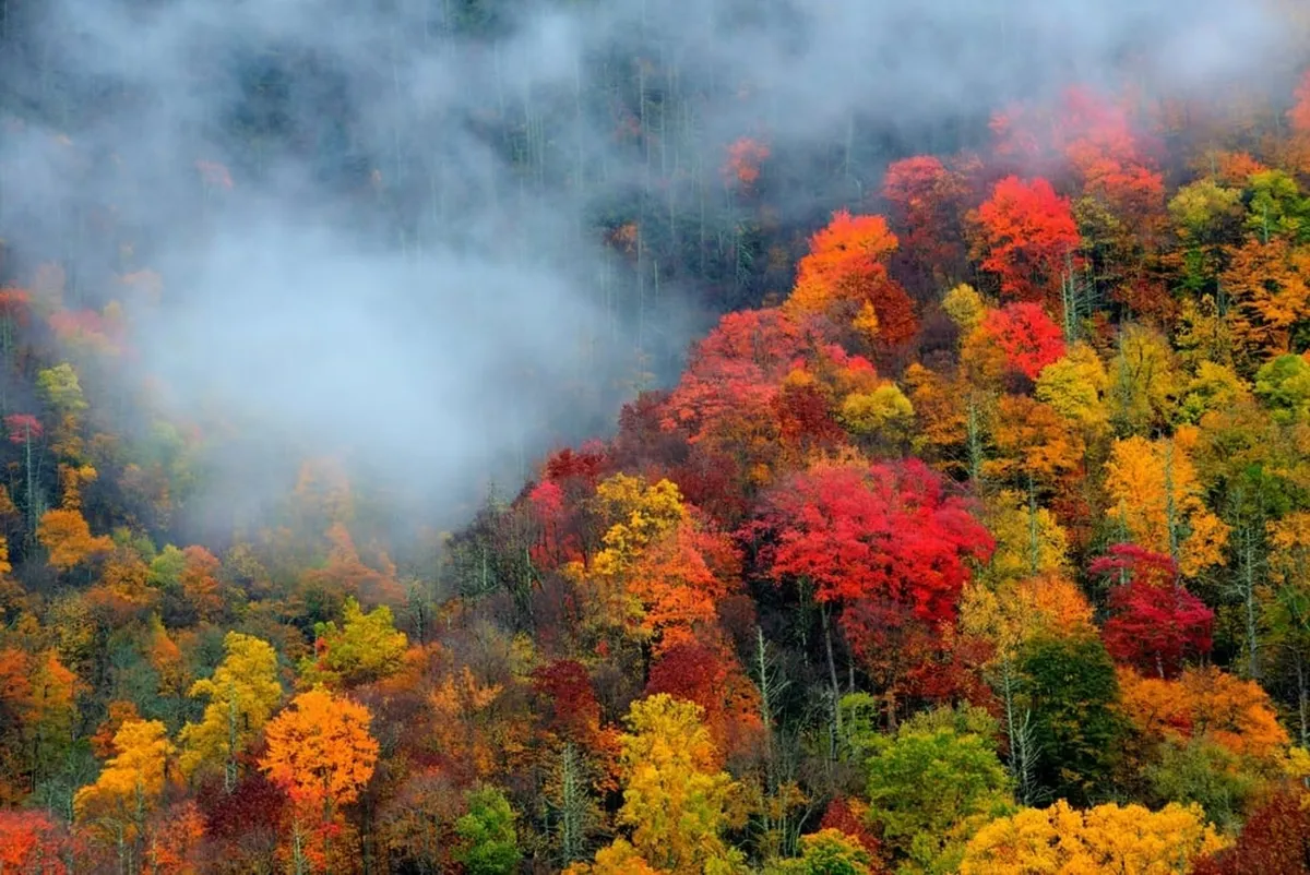A scenic exterior view showcasing vibrant autumn foliage, misty clouds, and varied tree heights, capturing the essence of the Smoky Mountains' natural beauty. The scene invites thoughts of hiking, wildlife spotting, and exploration just outside the retreat's doorstep.